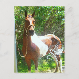 Paint Bath Postcard