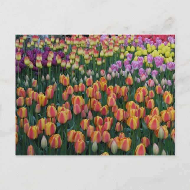 Paint Box Postcard (Front)