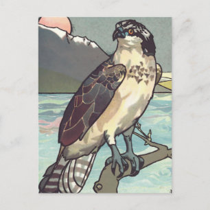 Paint By Number Hawk Postcard