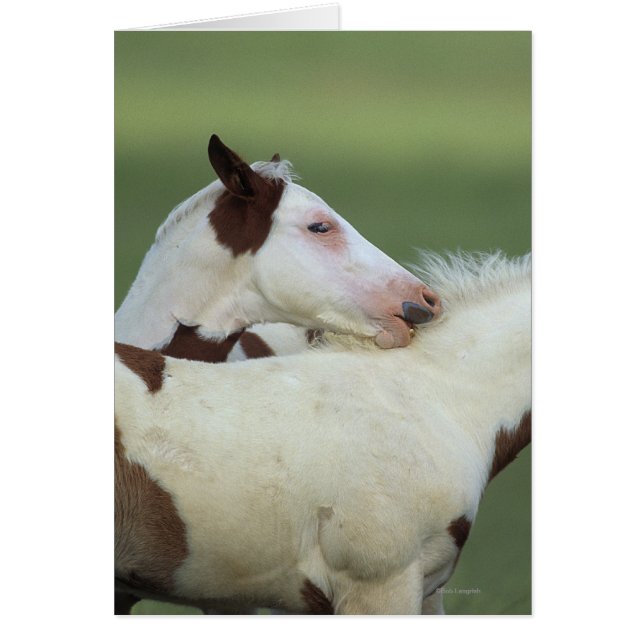Paint Foals Playing (Front)