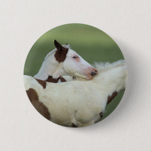 Paint Foals Playing 6 Cm Round Badge