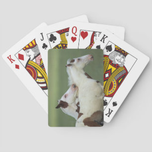 Paint Foals Playing Cards