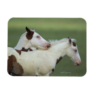 Paint Foals Playing Magnet