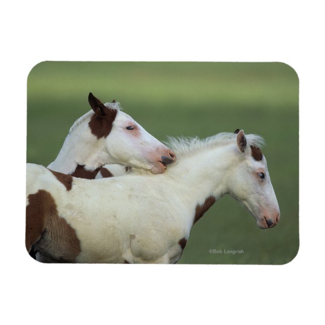 Paint Foals Playing Magnet (Horizontal)