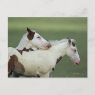 Paint Foals Playing Postcard