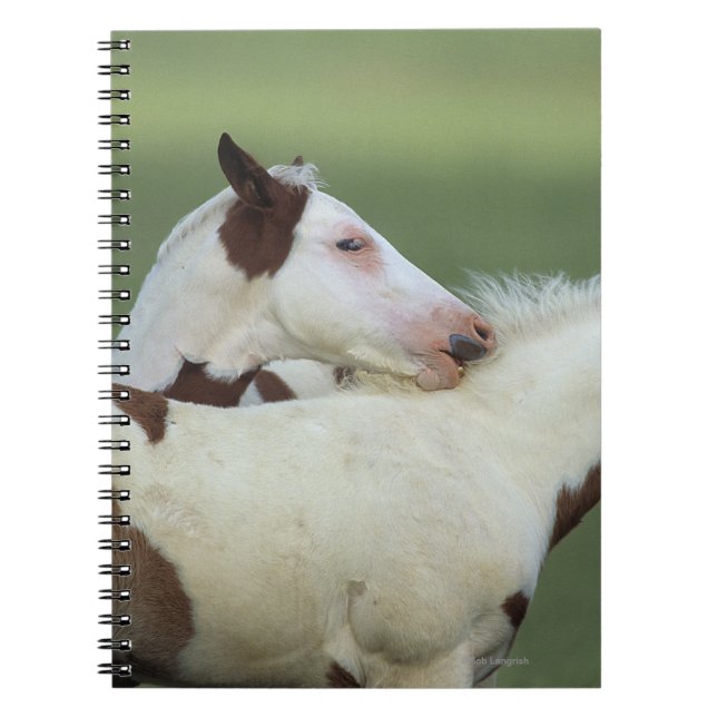 Paint Foals Playing Spiral Notebook (Front)