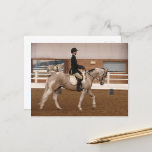 Paint Horse at a Horse Show Postcard