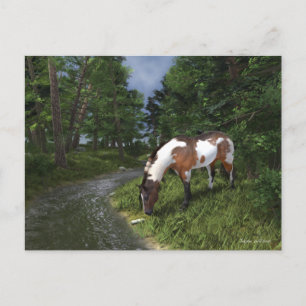 Paint Horse by the Forest Stream Postcard