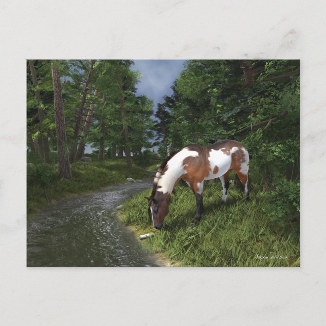Paint Horse by the Forest Stream Postcard (Front)