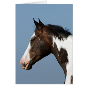 Paint Horse Headshot 1