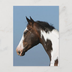 Paint Horse Headshot 1 Postcard