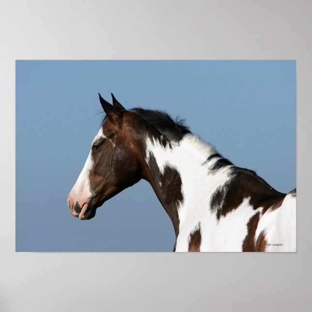 Paint Horse Headshot 1 Poster (Front)