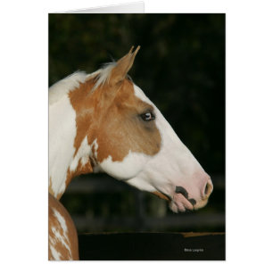 Paint Horse Headshot 2