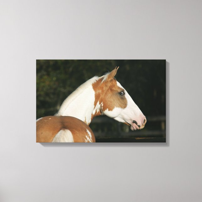 Paint Horse Headshot 2 Canvas Print (Front)