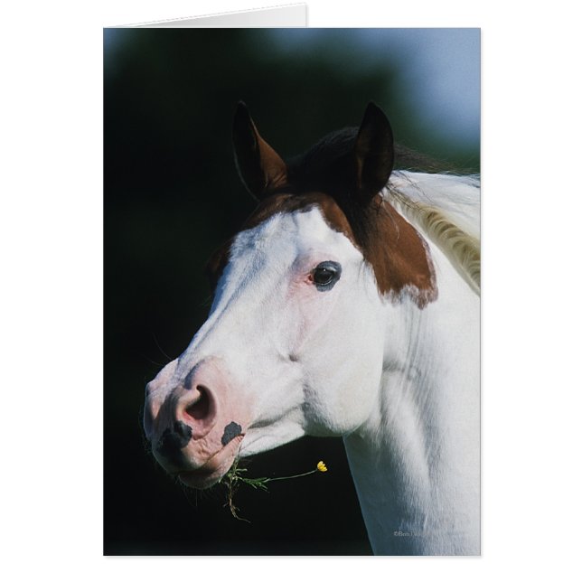 Paint Horse Headshot 3 (Front)