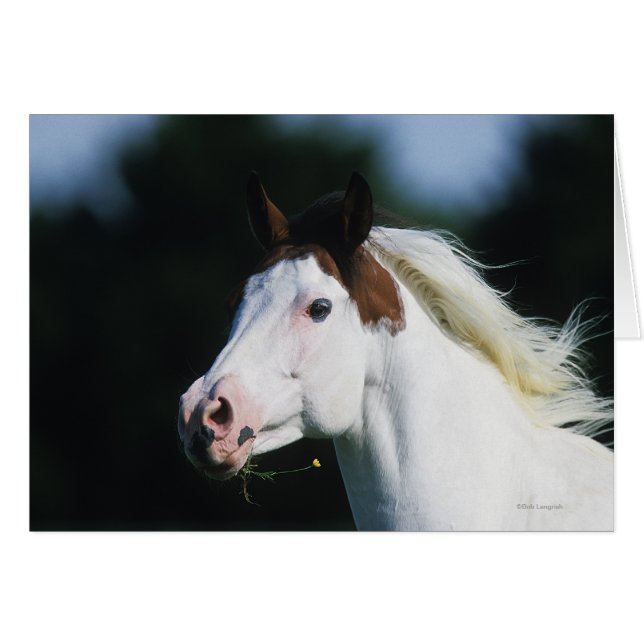 Paint Horse Headshot 3 (Front Horizontal)