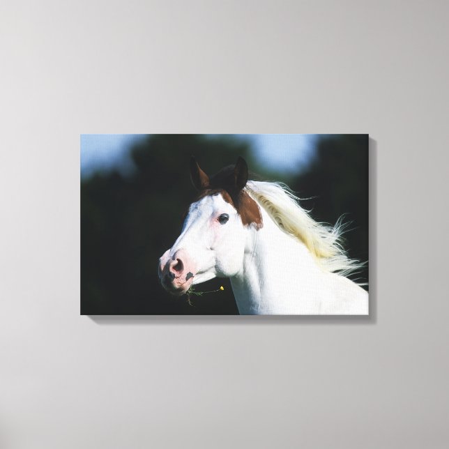 Paint Horse Headshot 3 Canvas Print (Front)
