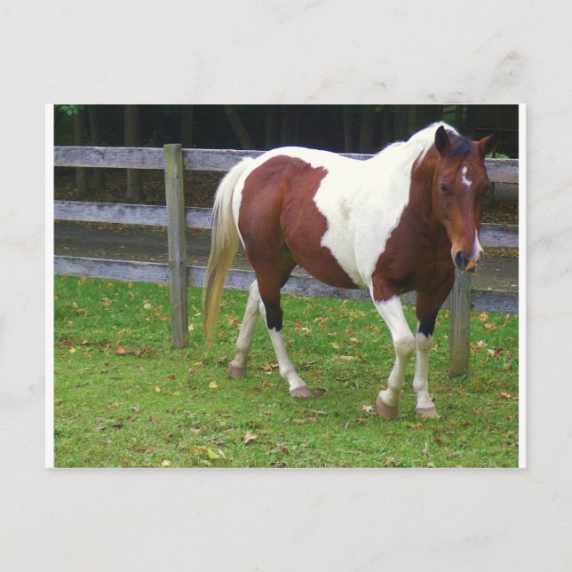 Paint Horse in the Pasture Postcard (Front)