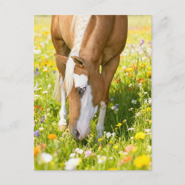 Paint horse in the wildflower meadow  postcard (Front)