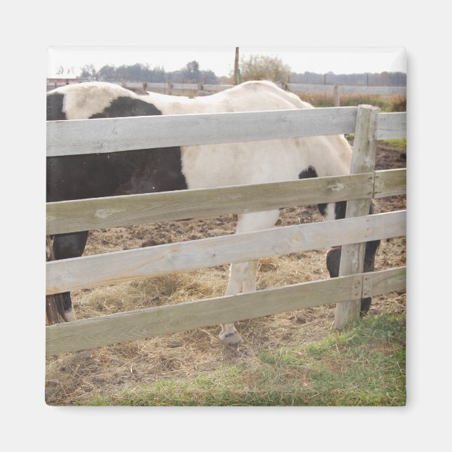 Paint Horse/Pinto Magnet (Front)