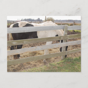 Paint Horse/Pinto Postcard