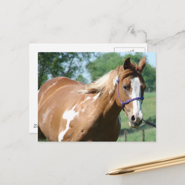 Paint Horse Postcard (Front/Back In Situ)