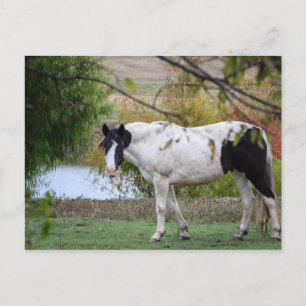 Paint Horse Postcard