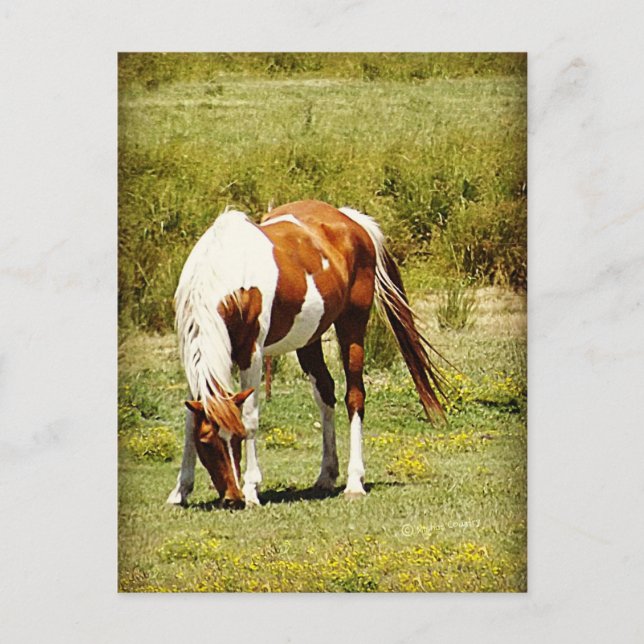 Paint Horse Postcard (Front)