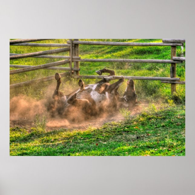 Paint Horse Rolling in Dust Funny Equine Photo Poster (Front)