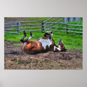 Paint Horse Rolling in Mud Funny Equine Photo Poster
