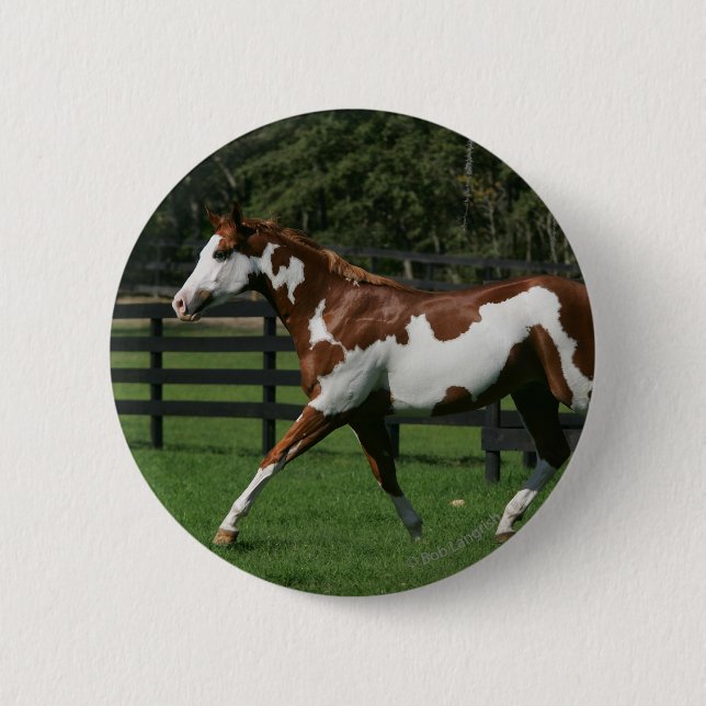 Paint Horse Running 1 6 Cm Round Badge (Front)