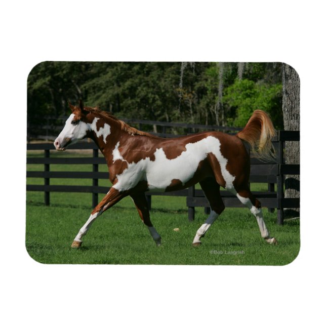 Paint Horse Running 1 Magnet (Horizontal)