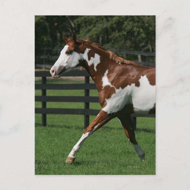 Paint Horse Running 1 Postcard (Front)