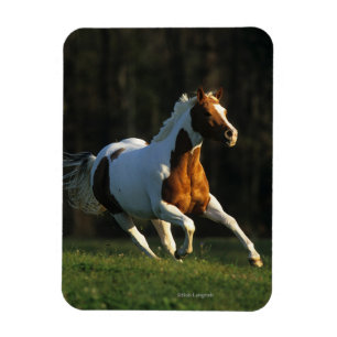 Paint Horse Running Fast Magnet