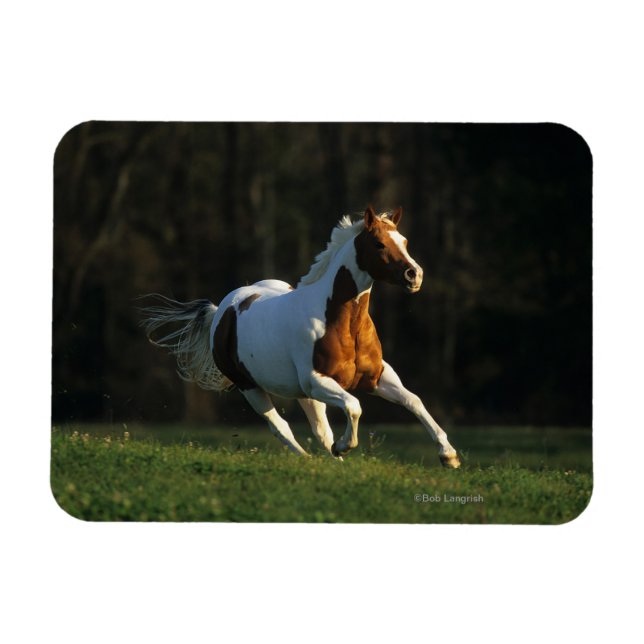 Paint Horse Running Fast Magnet (Horizontal)