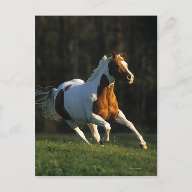 Paint Horse Running Fast Postcard (Front)