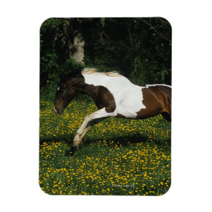 Paint Horse Running in Field of Flowers Magnet