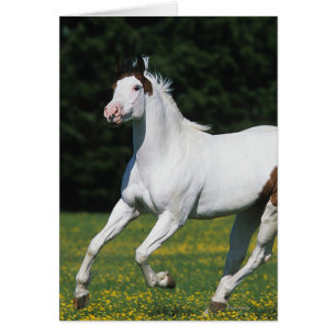 Paint Horse Running in Grassy Field