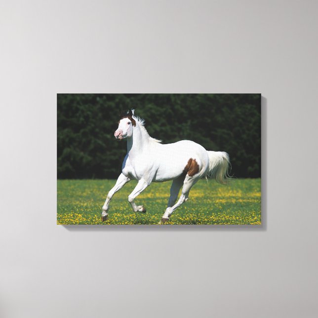 Paint Horse Running in Grassy Field Canvas Print (Front)
