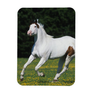 Paint Horse Running in Grassy Field Magnet