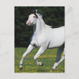 Paint Horse Running in Grassy Field Postcard