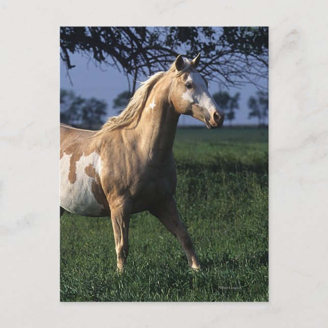 Paint Horse Standing 2 Postcard (Front)