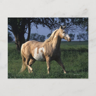 Paint Horse Standing 2 Postcard
