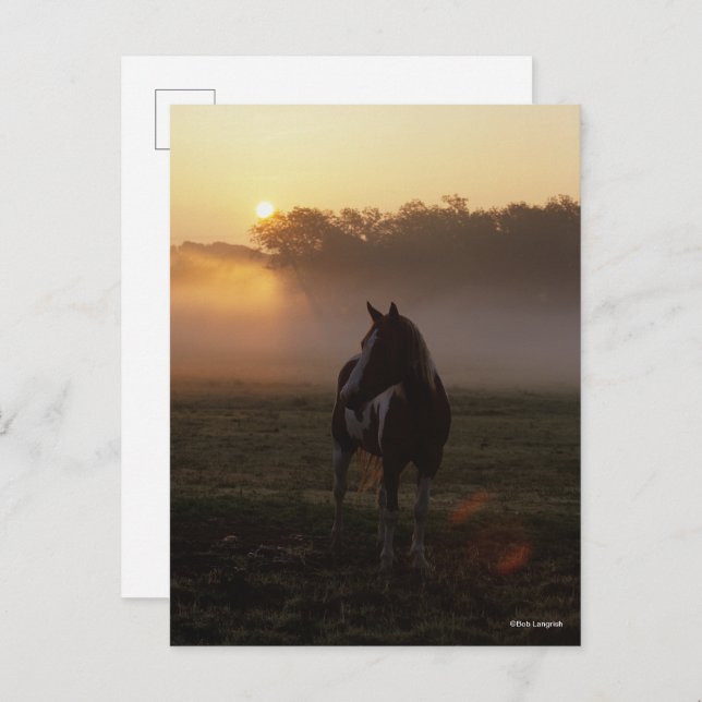 Paint Horse Standing In Mist At Sunrise Postcard (Front/Back)