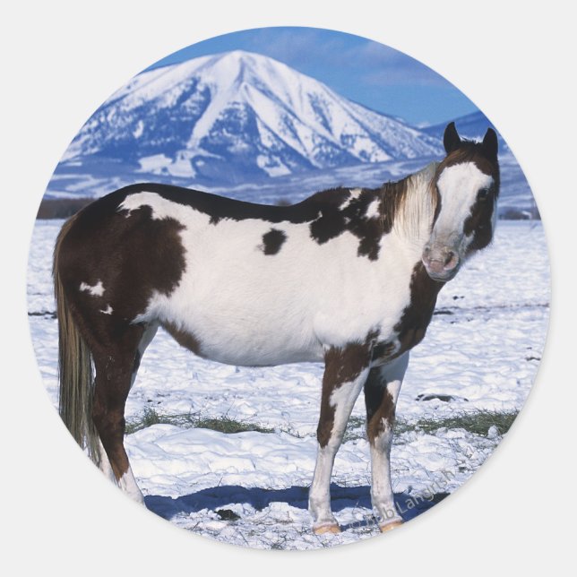 Paint Horse Standing in the Snow Classic Round Sticker (Front)