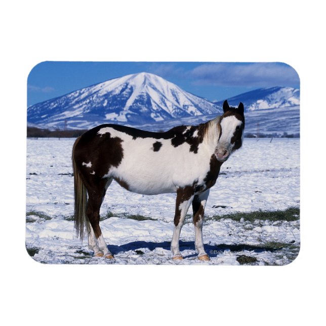 Paint Horse Standing in the Snow Magnet (Horizontal)