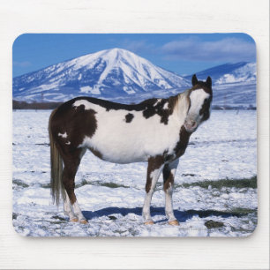 Paint Horse Standing in the Snow Mouse Pad