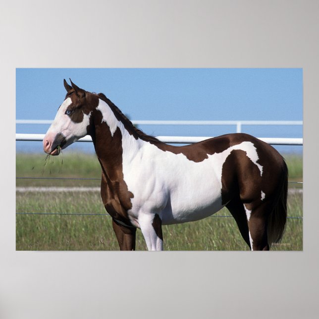Paint Horse Standing Poster (Front)