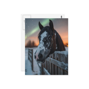 Paint Horse Winter Northern Lights Postcard