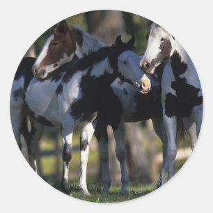 Paint Horses Classic Round Sticker